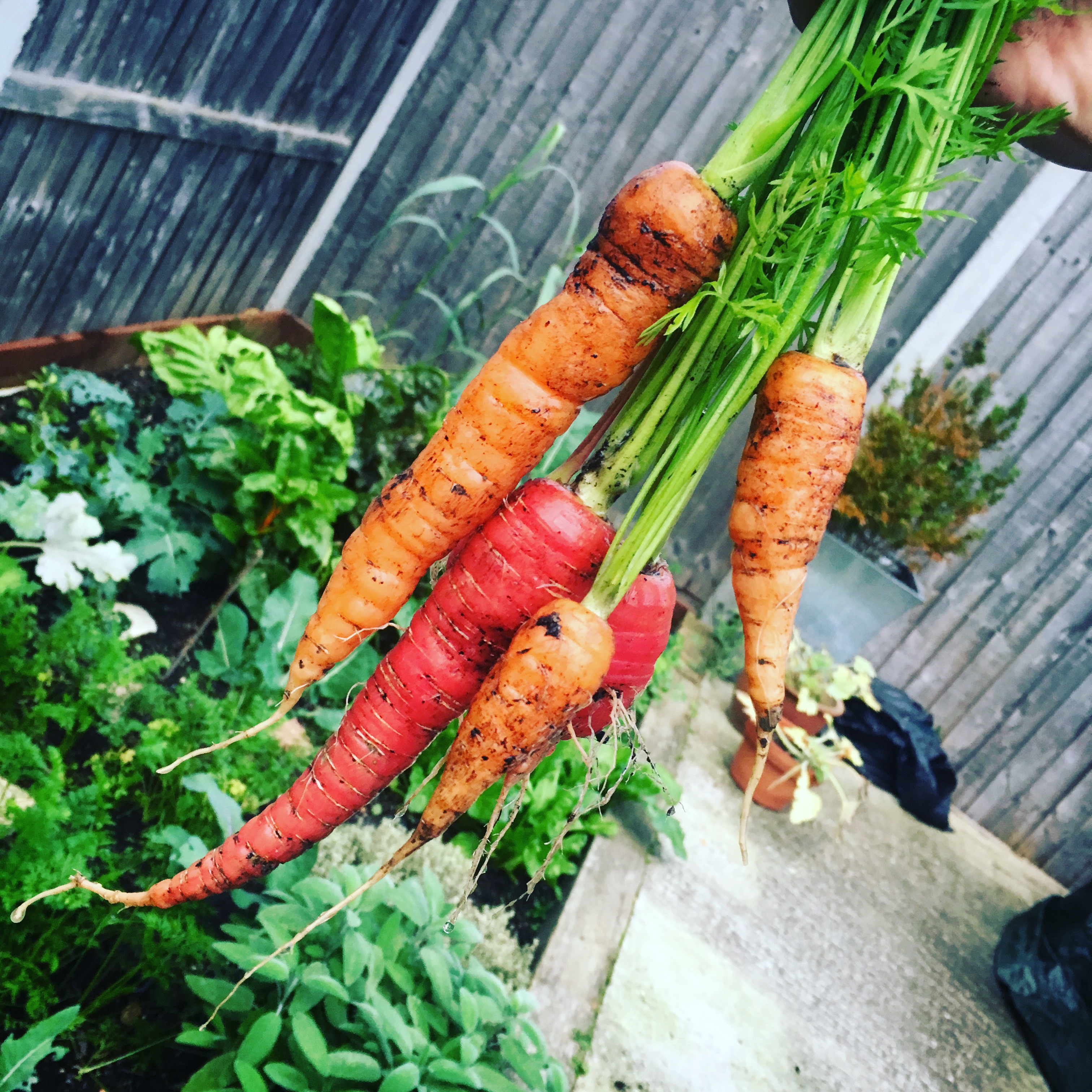 homegrown rainbow carrots