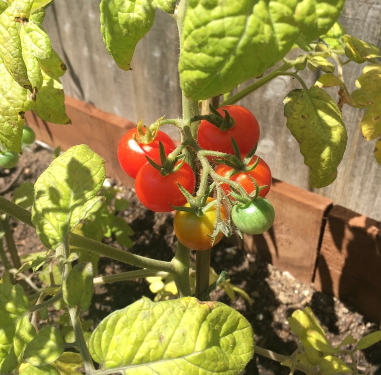ripening cherry tomatoes