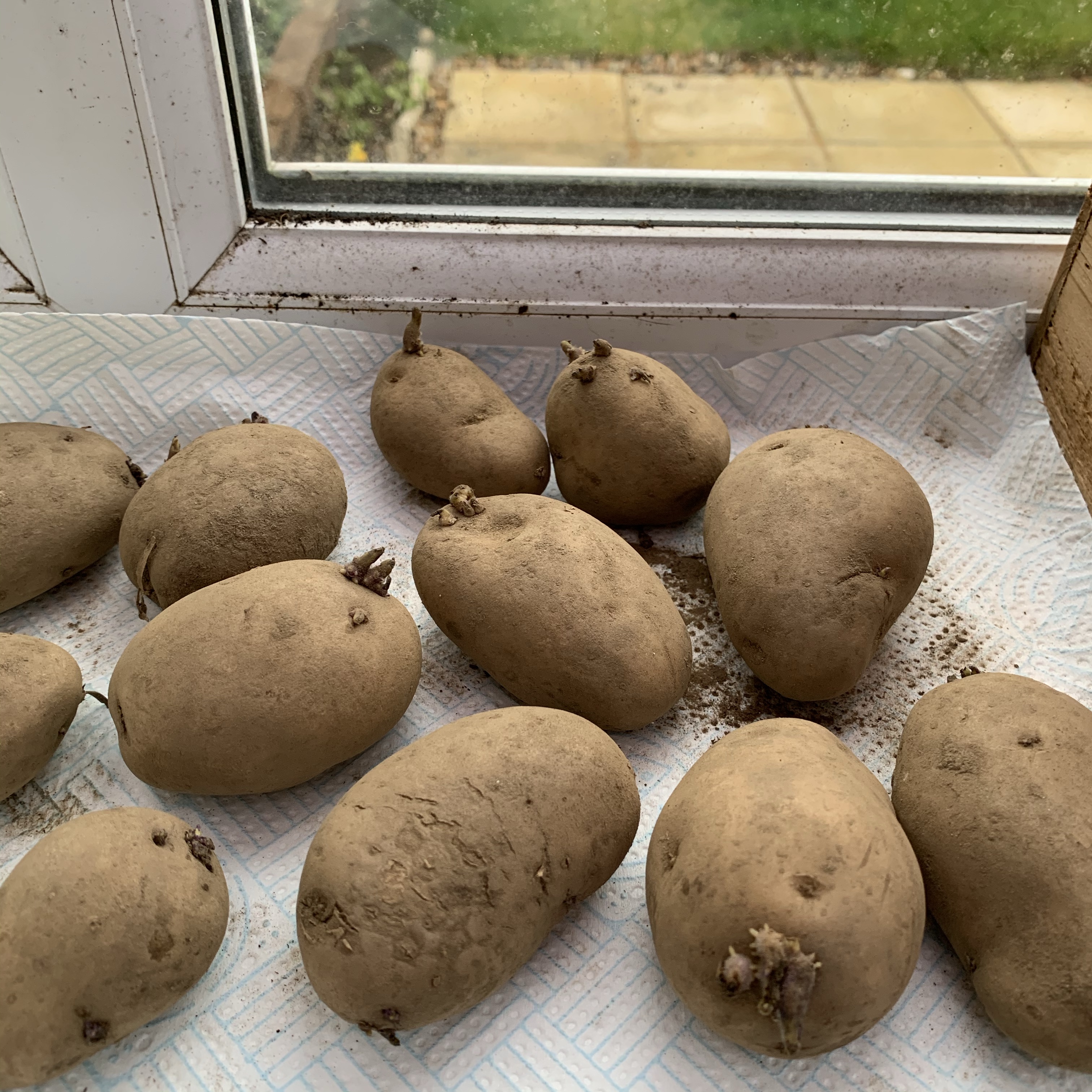 Chitting potatoes