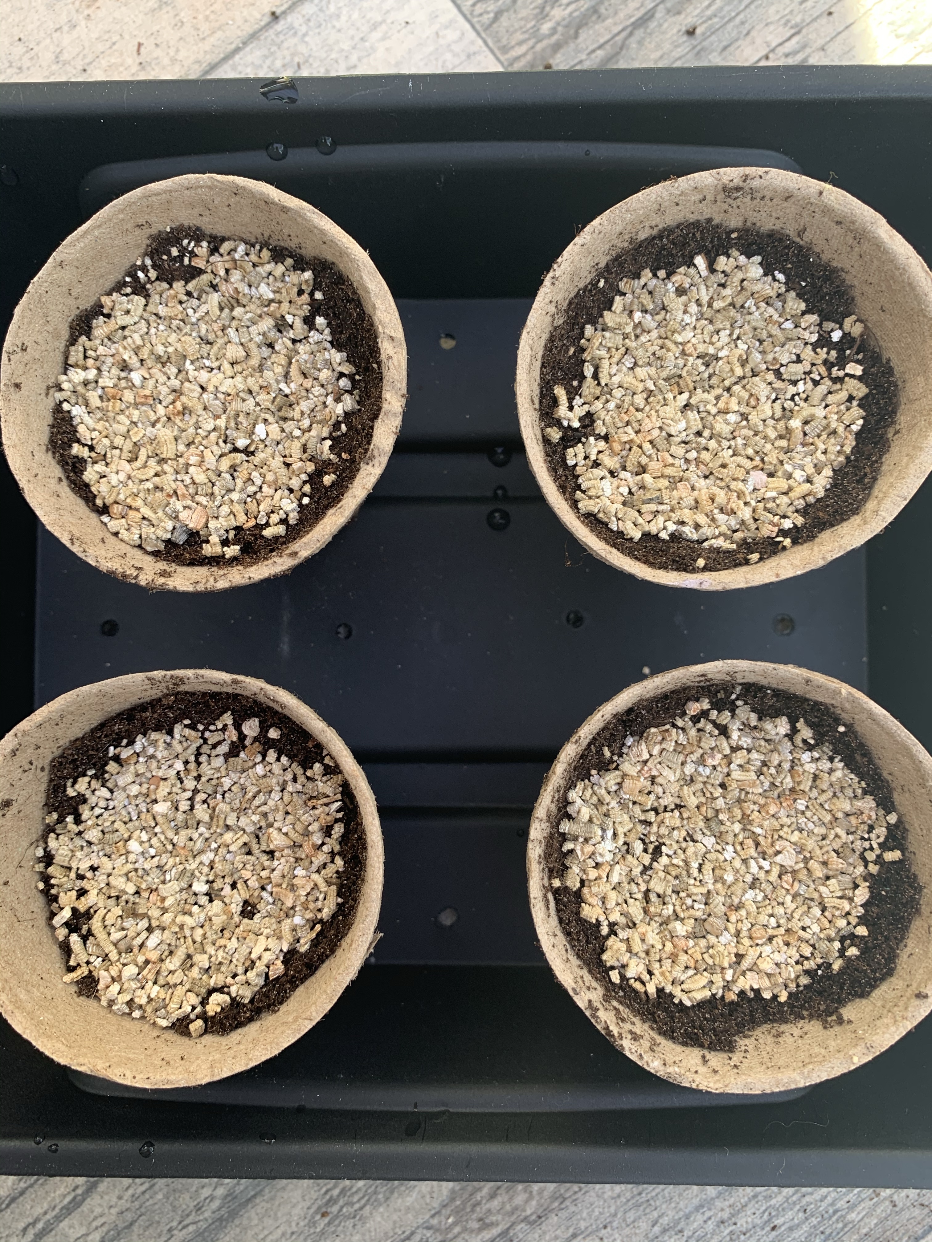 Aubergine seeds vermiculite 