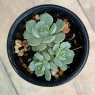 baby succulent